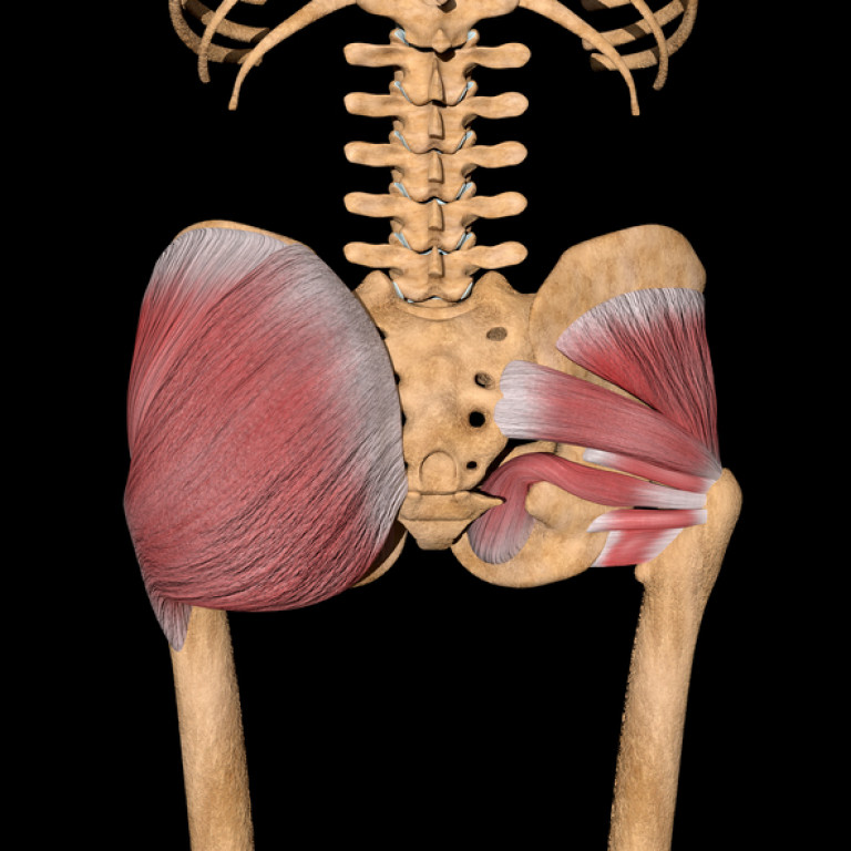 Deep Gluteal Muscles on Skeleton